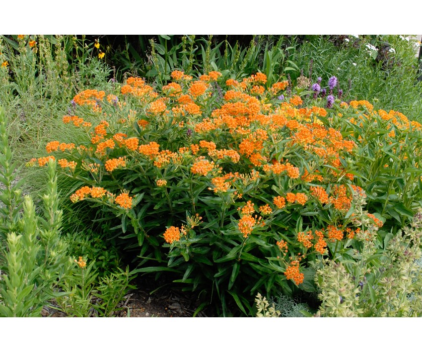 Butterfly Weed
